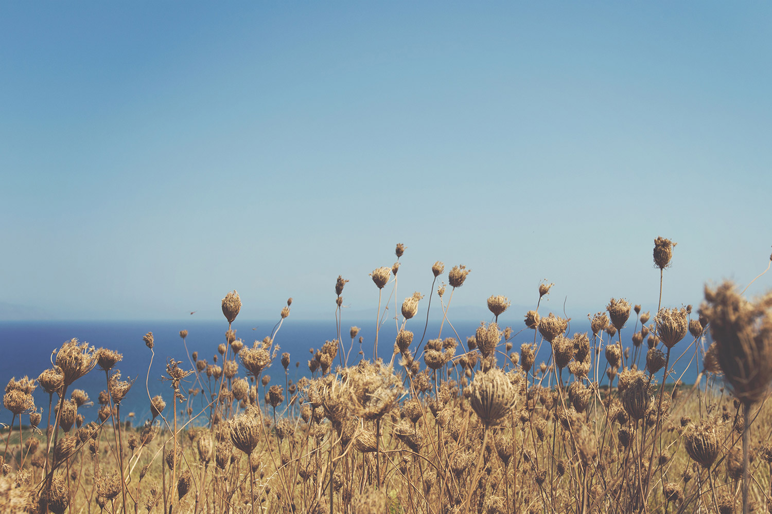 field
